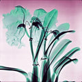Amazon Orchids - Lightweight 100% Cashmere Scarf by James Paul Cheung